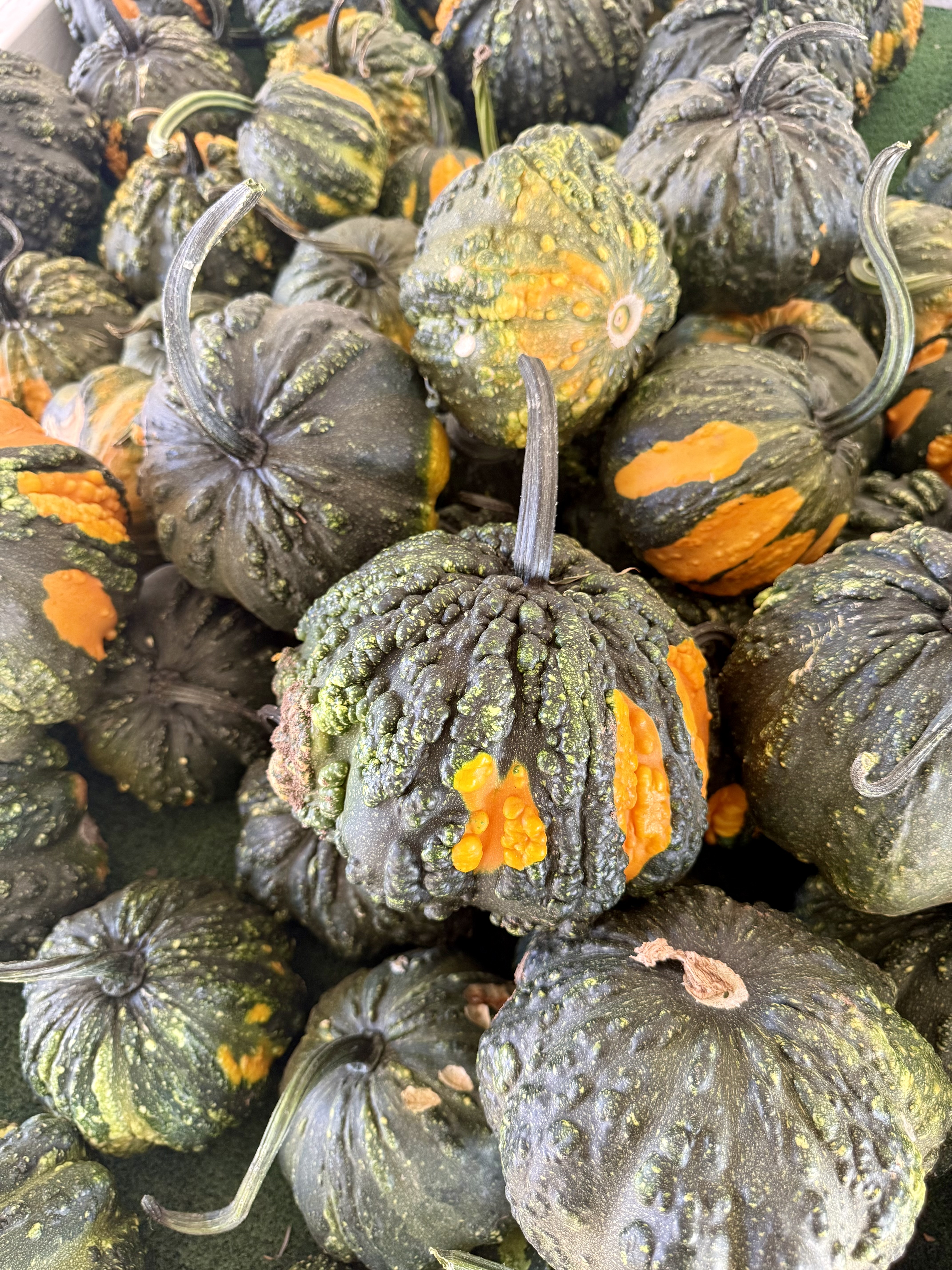 Pumpkin Patch - Mountain Valley Ranch, photo 4 of 5