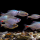 The biodiversity of Langshan Mountain: Fish World