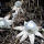 A peculiar mushroom“Geastrum triplex”discovered in Langshan