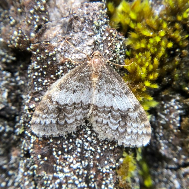 Winter Moth The Wildlife Trusts - Premium Colorful Photo Gallery - HD