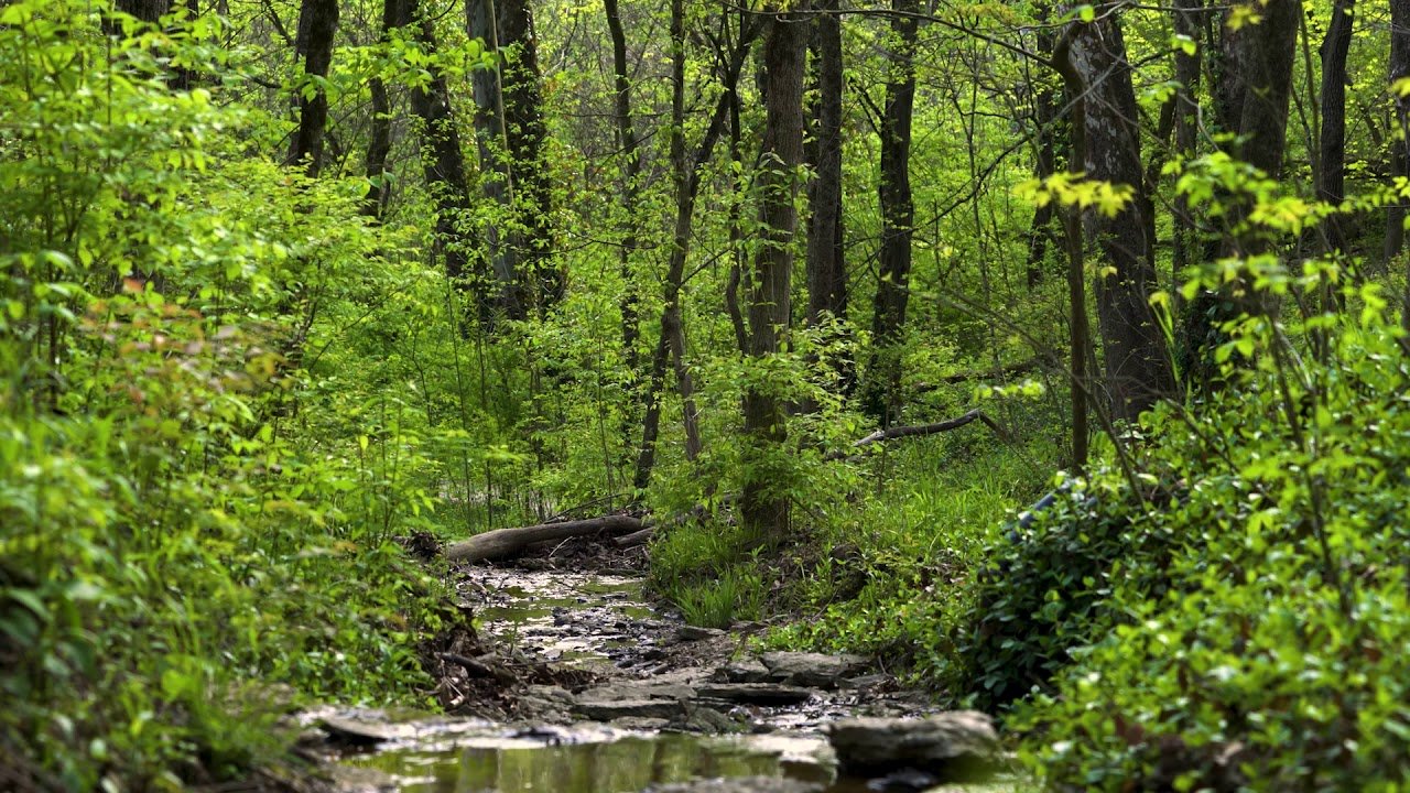 Winton Woods to host day of hiking for blind, visually impaired - Movers &  Makers