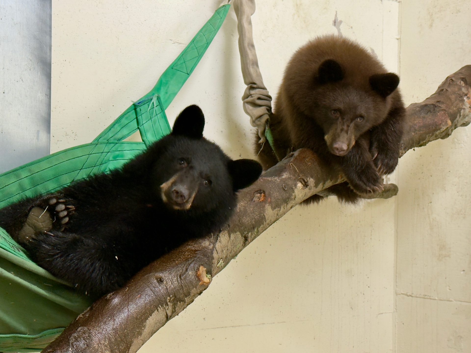 Cincinnati Zoo adopts orphaned black bear cubs - Movers & Makers