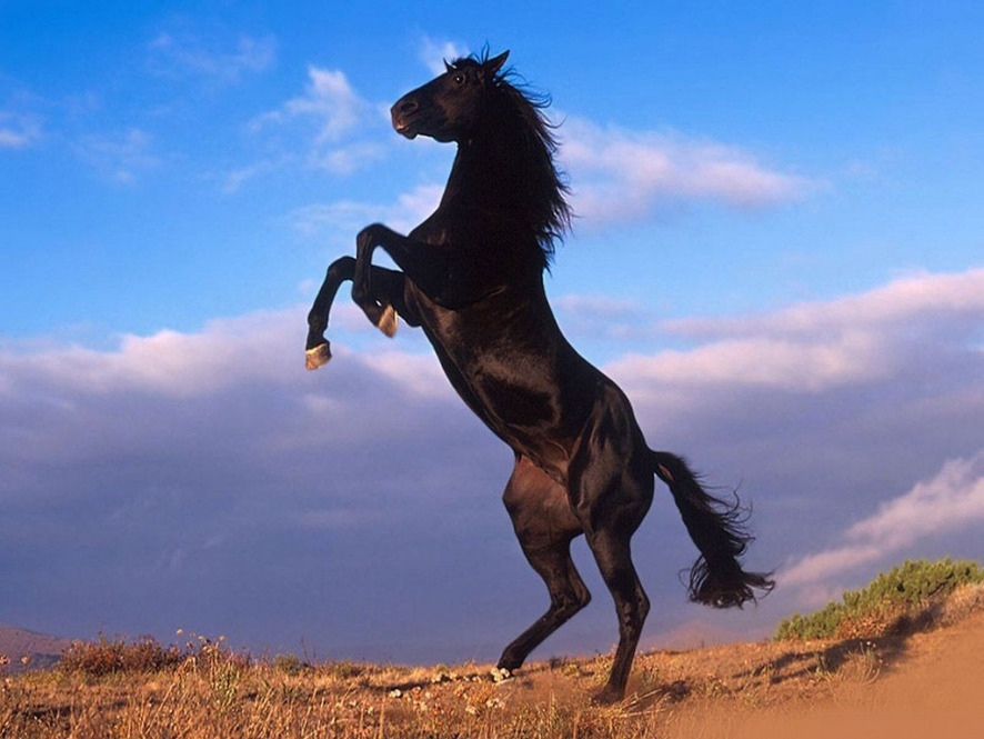 black-stallion