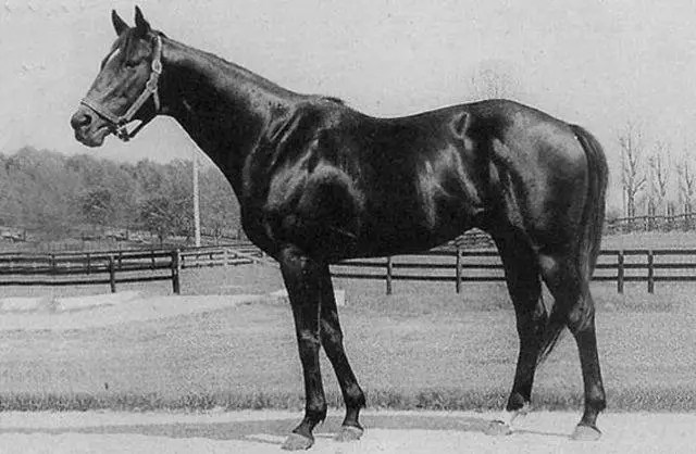 Bold Ruler (April 6, 1954 – July 12, 1971) was an American Thoroughbred Hall of Fame racehorse who was the 1957 Horse of the Year. This following a three-year-old campaign that included wins in the Preakness Stakes and Trenton Handicap, in which he defeated fellow Hall of Fame inductees Round Table and Gallant Man. Bold Ruler was named American Champion Sprinter at age four, and upon retirement became the leading sire in North America eight times between 1963 and 1973, the most of any sire in the twentieth century. Bold Ruler Sire Nasrullah Grandsire Nearco Dam Miss Disco Damsire Discovery Sex Stallion Foaled 6 April 1954 Claiborne Farm Paris, Kentucky Died 12 July 1971 Country United States Color Dark Bay Breeder Wheatley Stable Owner Wheatley Stable Trainer Sunny Jim Fitzsimmons Record 33: 23-4-2[1] Earnings $764,204 Major wins Futurity Stakes (1956) Juvenile Stakes (1956) Youthful Stakes (1956) Bahamas Stakes (1957) Flamingo Stakes (1957) Wood Memorial (1957) Jerome Handicap (1957) Vosburgh Handicap (1957) Queens County Handicap (1957) Trenton Handicap (1957) Toboggan Handicap (1958) Carter Handicap (1958) Stymie Handicap (1958) Suburban Handicap (1958) Monmouth Handicap (1958) American Classic Race wins: Preakness Stakes (1957) Awards U.S. 3-Yr-Old Champion Male (1957) American Horse of the Year (1957) U.S. Champion Sprint Horse (1958) Leading sire in North America (1963–1969, 1973) Honours U.S. Racing Hall of Fame (1973) Bold Ruler Handicap at Aqueduct Racetrack #19 - Top 100 U.S. Racehorses of the 20th Century Bold Ruler is now best known as the sire of the 1973 Triple Crown winner Secretariat, and was also the great-grandsire of 1977 Triple Crown winner Seattle Slew. He was an outstanding sire of sires, whose modern descendants include many classic winners such as California Chrome.