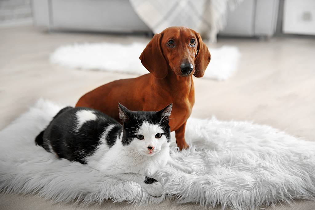 Are Dachshunds Good With Cats: A Perfect Match or Potential Chaos?