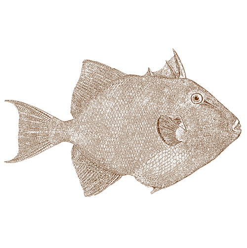 Grey trigger fish