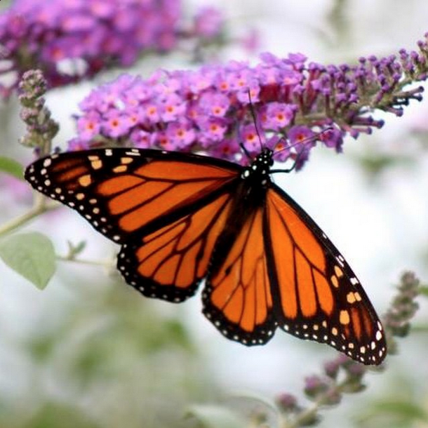 Pollinators 2
