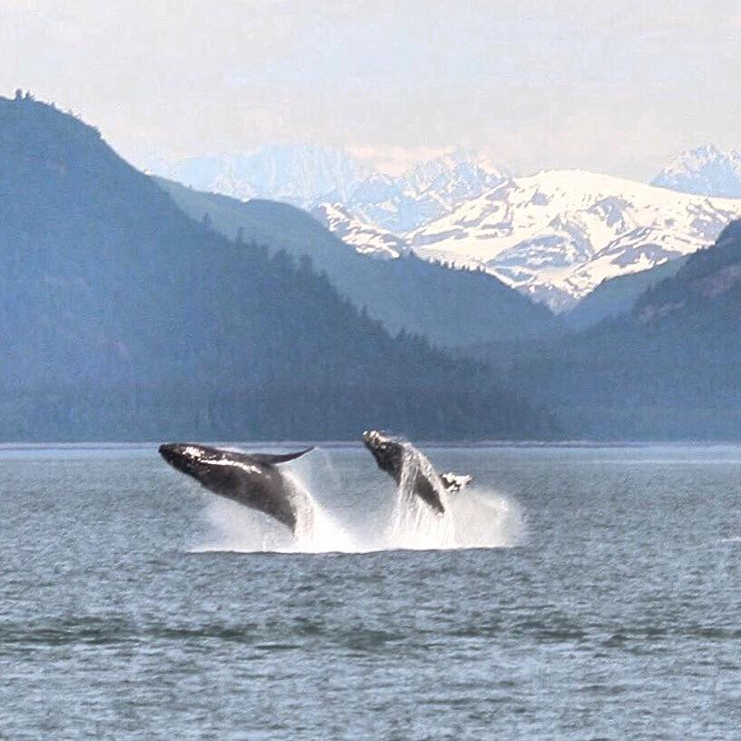Whales