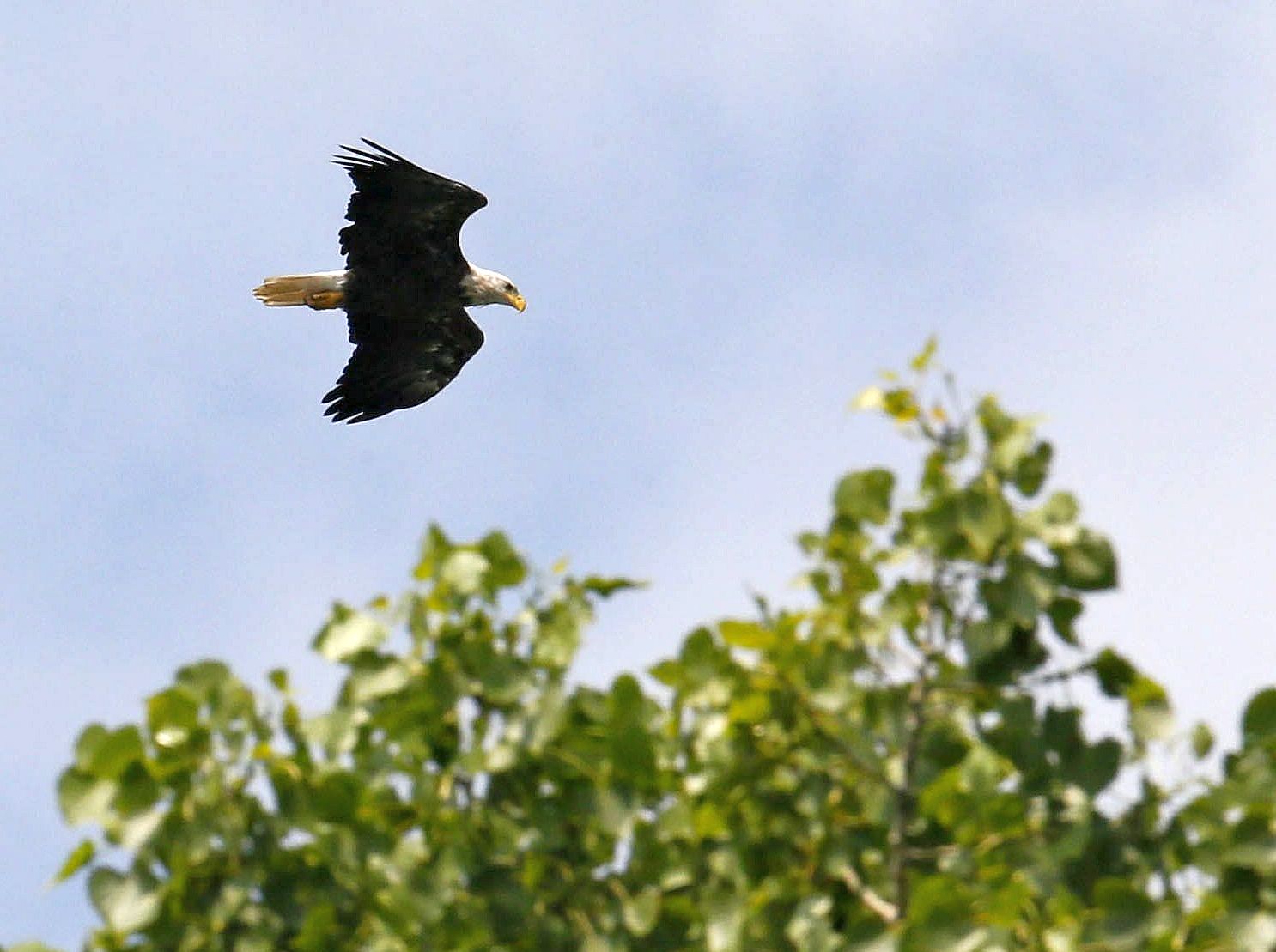 bald-eagle-2