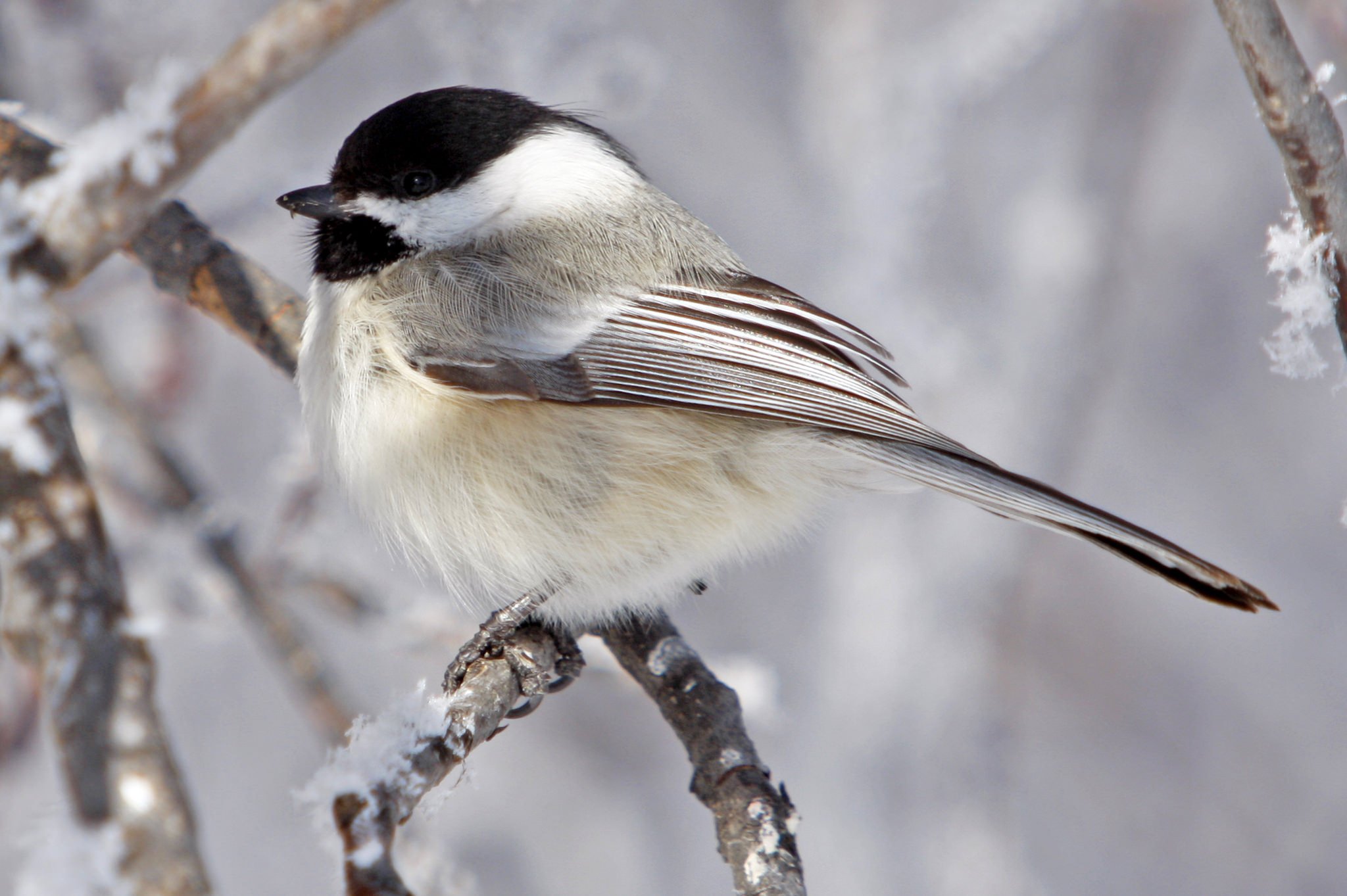 black-capped-chickadee