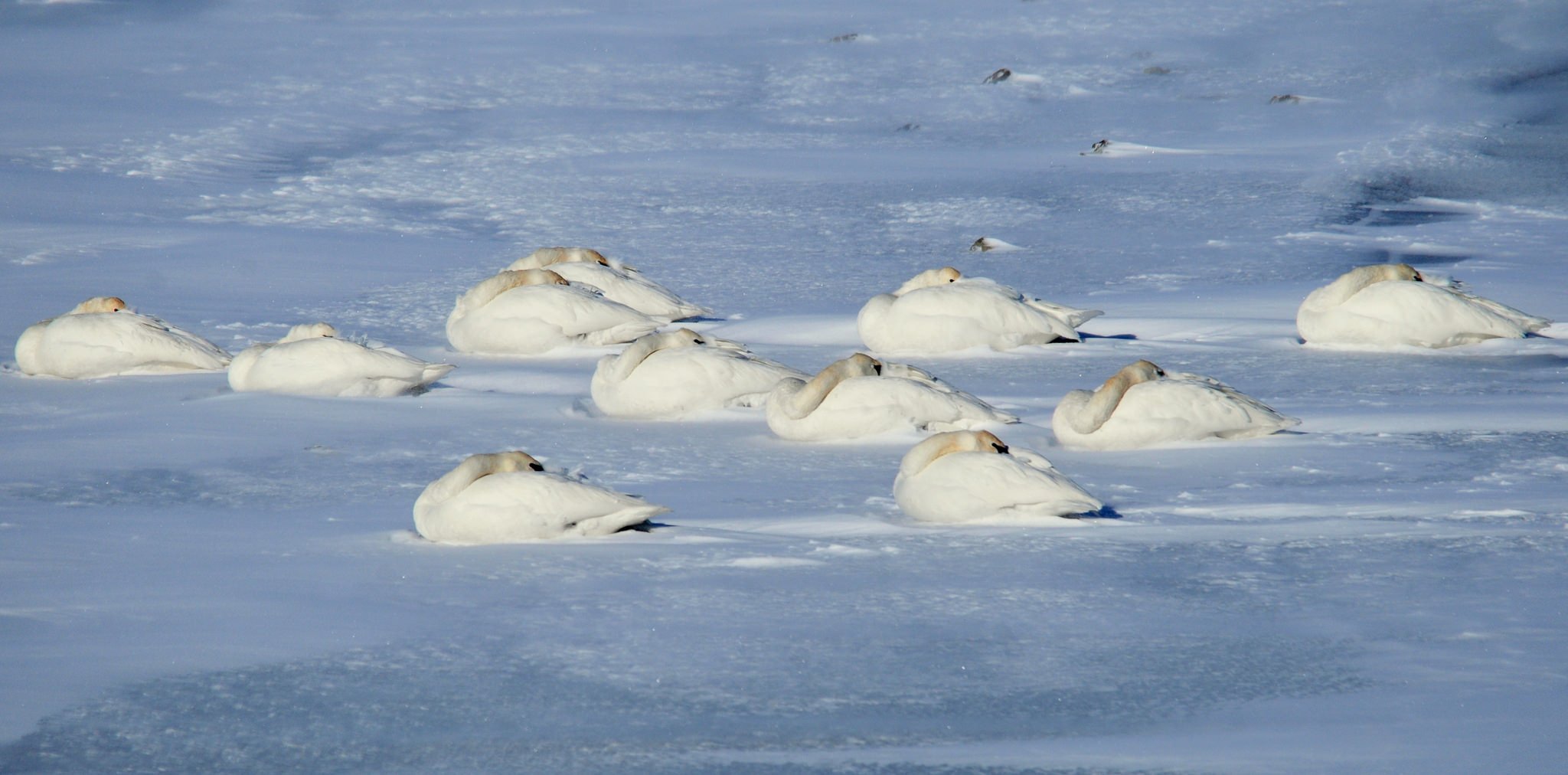 trumpeter-swans