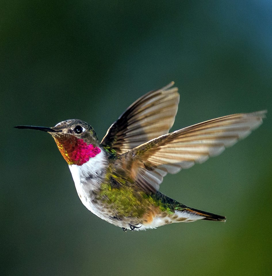 Hummingbirds
