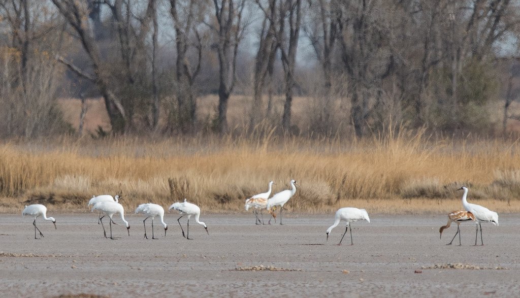 whooping-cranes