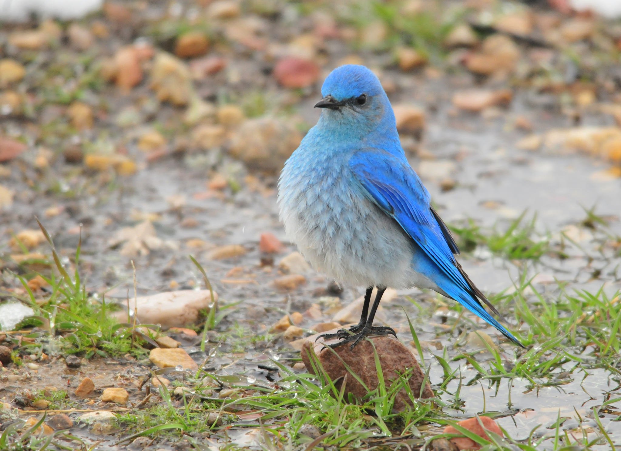 Mountain Bluebird 2
