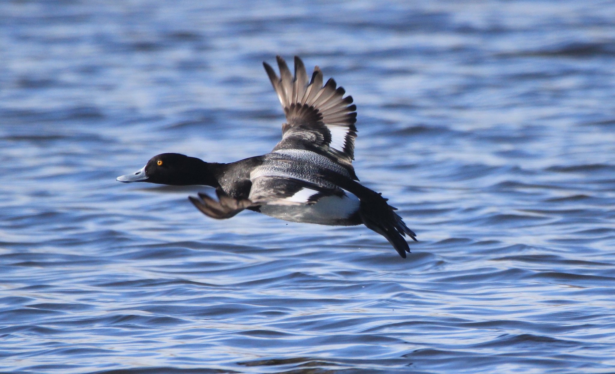 Lesser Scaup
