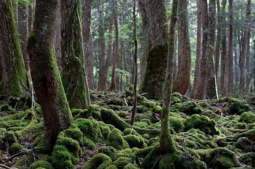 ‘सुसाइड फॉरेस्ट’ की डरावनी कहानी: धरती पर मौजूद है एक ऐसा जंगल, जहां लोग कर लेते हैं आत्महत्या !
