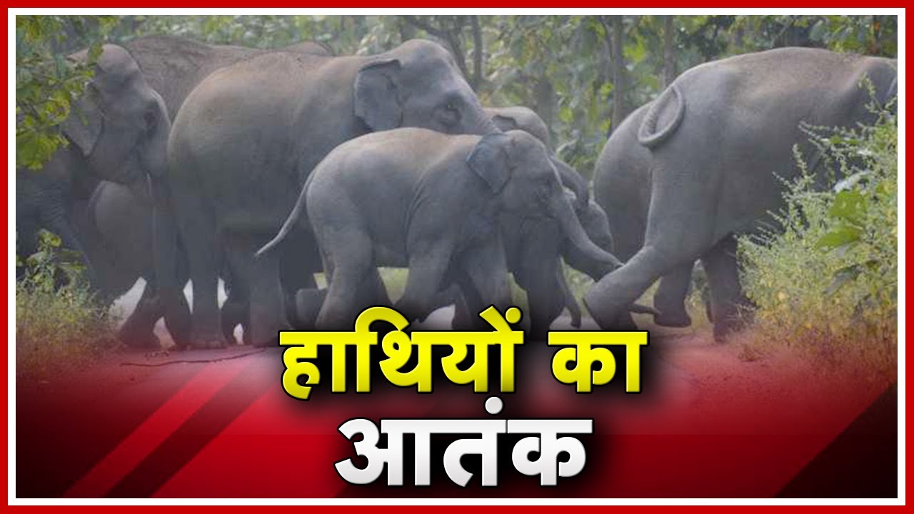 BIG BREAKING: पेंड्रा के इस जंगल में हाथियों ने SP और उनकी पत्नी को कुचला, अफसर के सिर, हाथ और पैर में गंभीर जख्म…