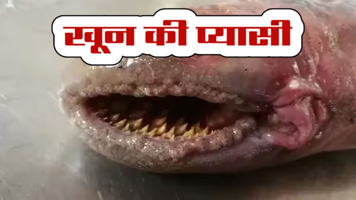 खून की प्यासी है मछली ? दुनिया की सबसे क्रूर फिश, एक झटके में सुखा देती है शरीर, पढ़िए मायावी मछली की कहानी