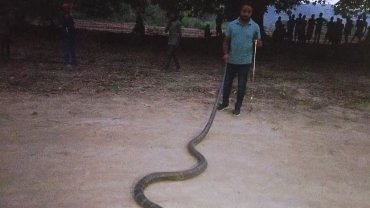 किंग कोबरा का VIDEO: खौफ से पेड़ पर चढ़ा 14 फीट का King Kobra, फिर वन विभाग के छूटे पसीने