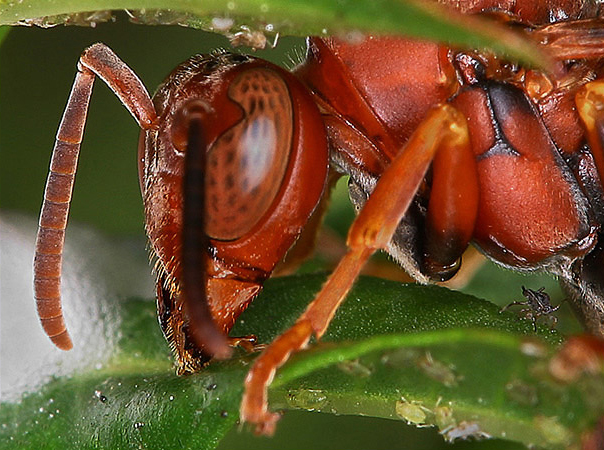 wasp_2