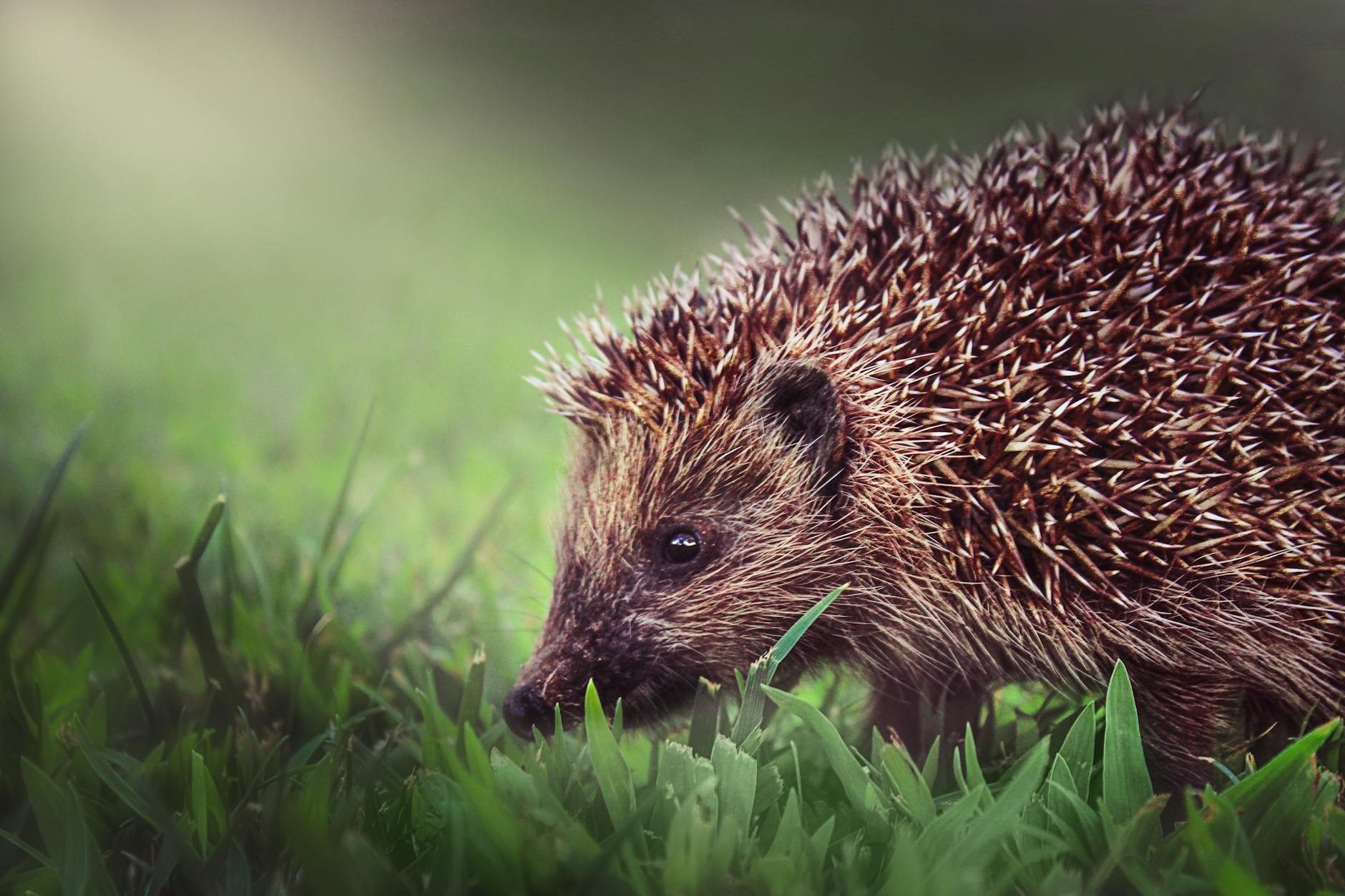 Read more about the article Preparing Your Home for Rodent Control: What to Do Before and After