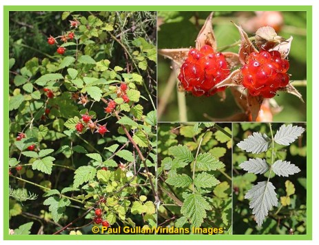 Rubus parvifolius - Small-leaf Bramble