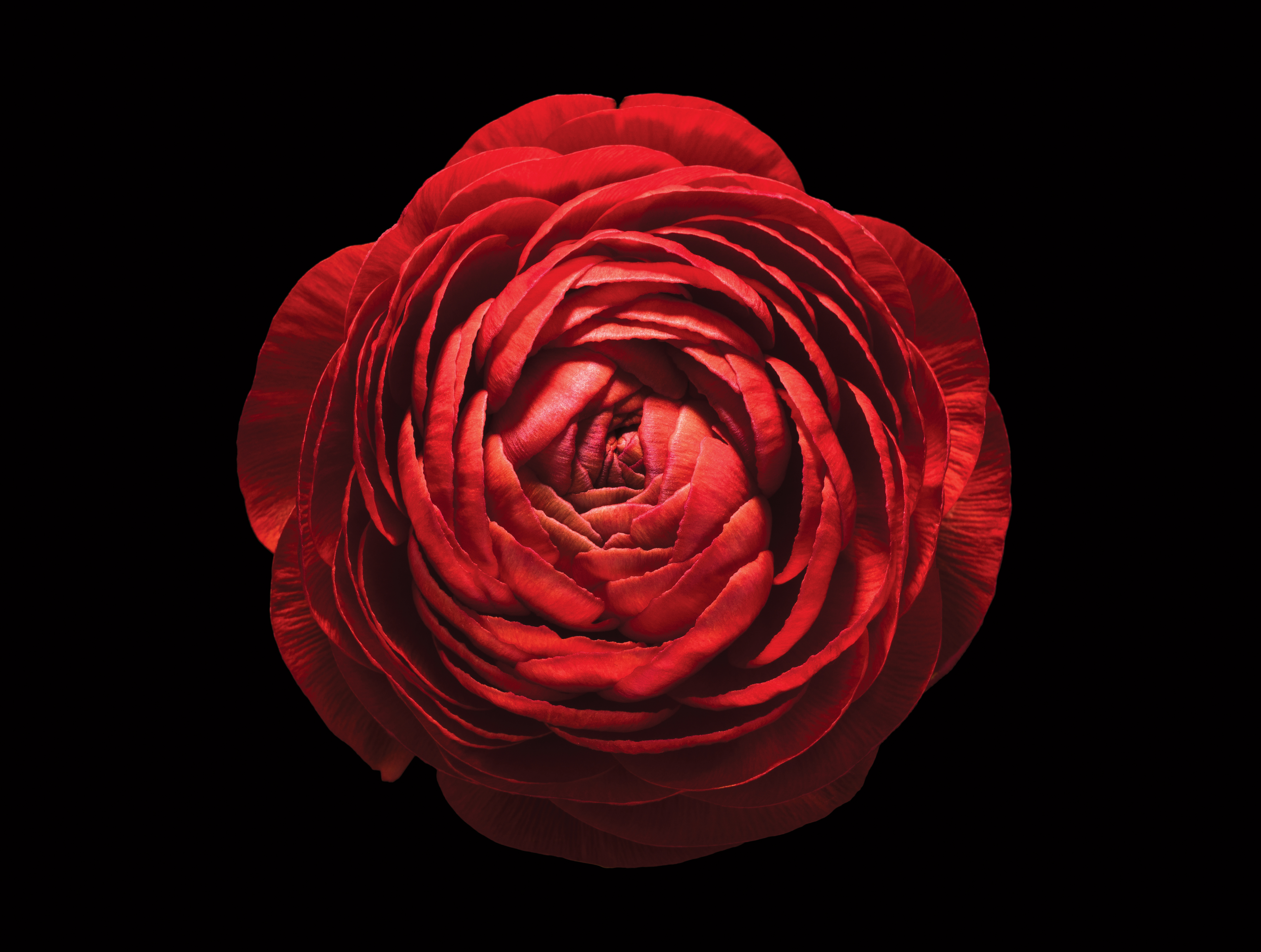 red buttercup flower on black background monadnock on red flower black background