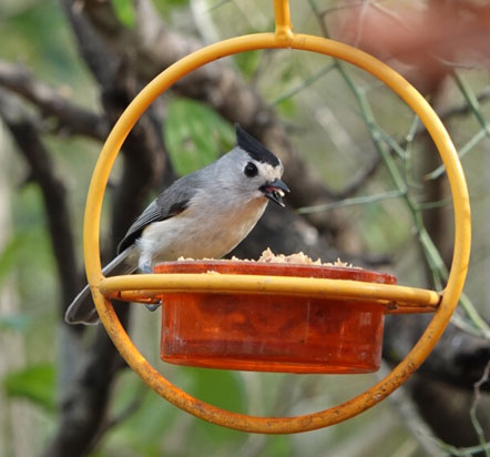 Black-crested Titmouse