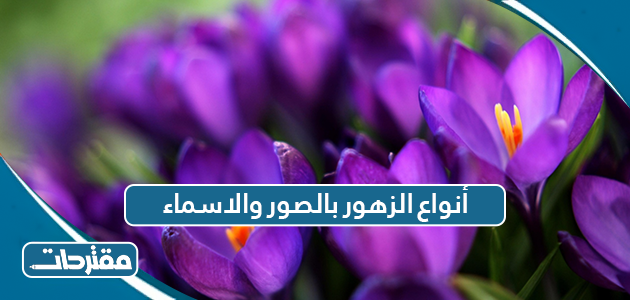 أنواع الزهور بالصور والاسماء