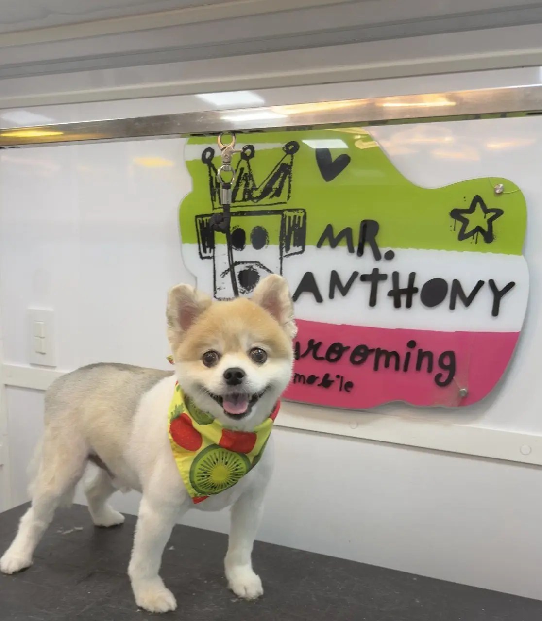 Small tan and white dog with a green bandana freshly groomed in the Mr. Anthony van