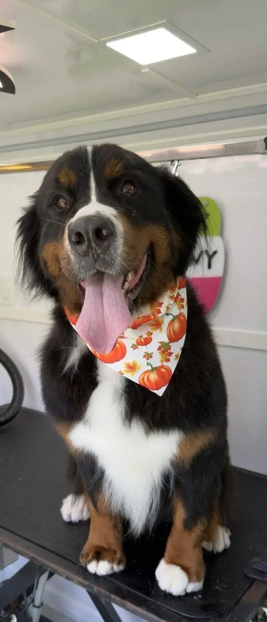 Large black, white and brown dog with an orange bandana on the grooming table