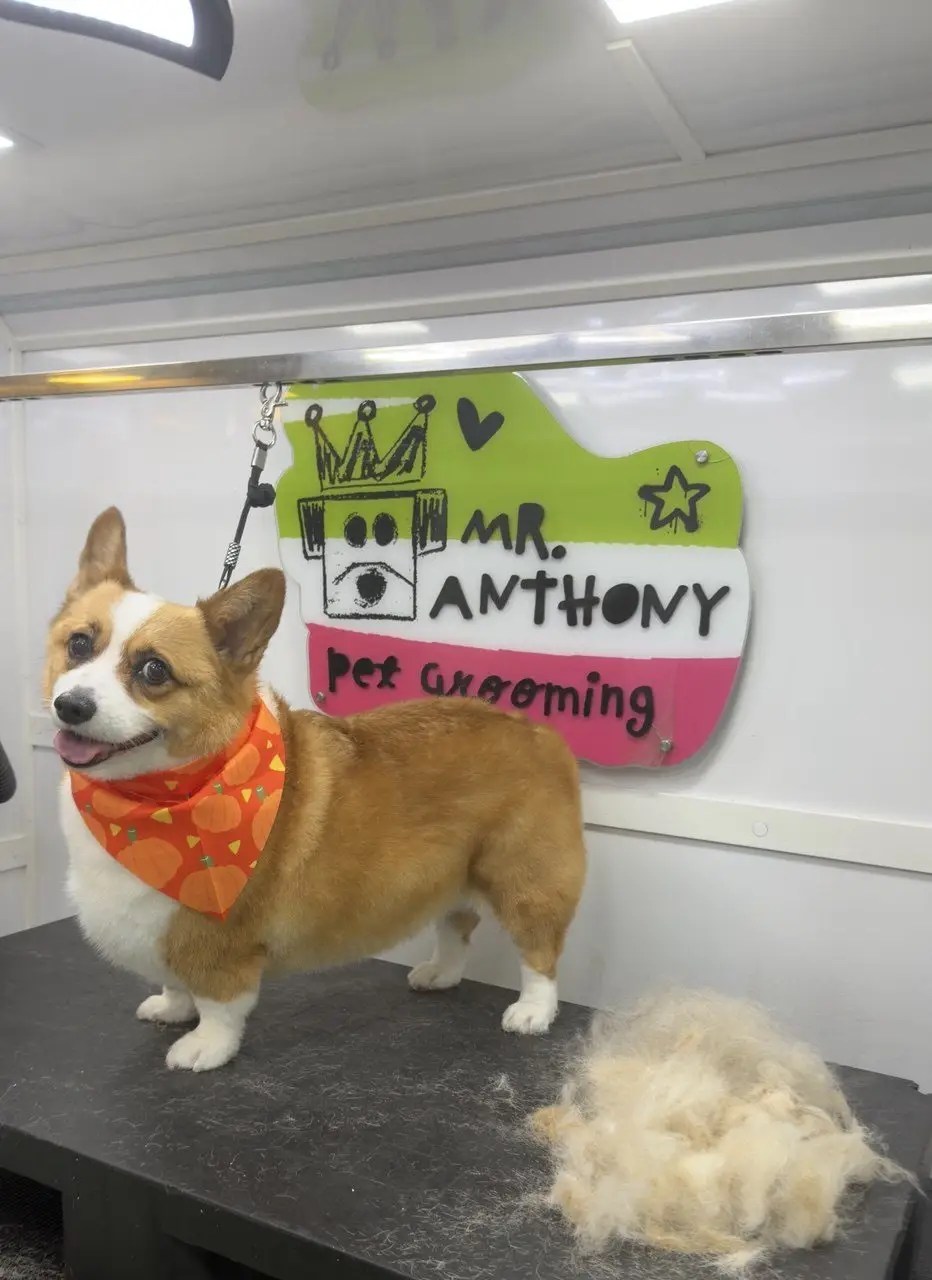 Corgi with an orange bandana after a groom in the Mr. Anthony van