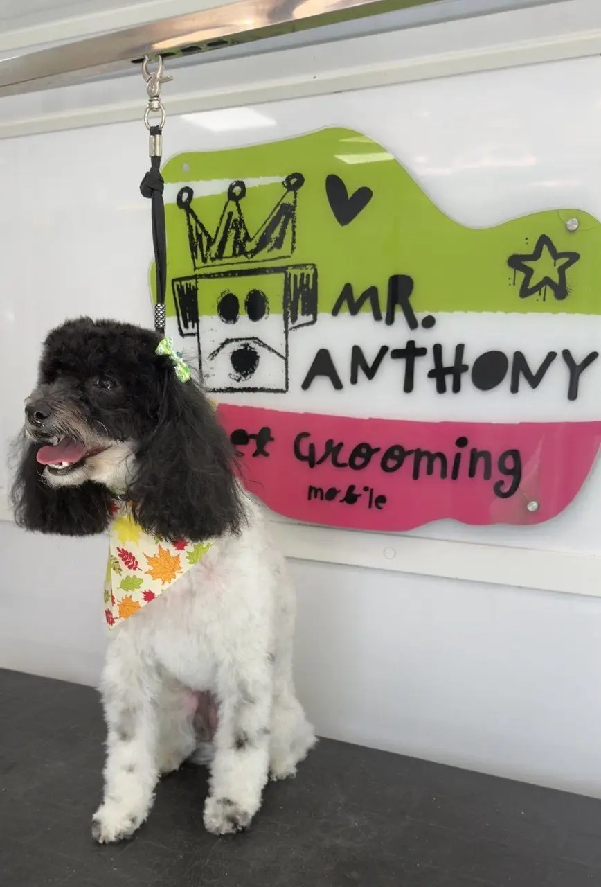 Black and white curly-coated dog with a bandana beside the Mr. Anthony sign