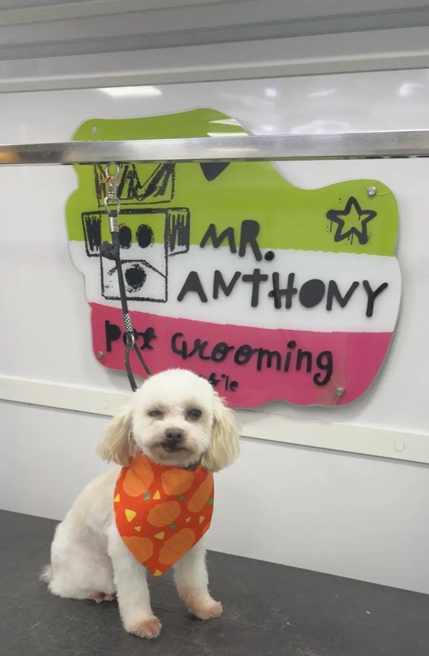 Small white dog with an orange bandana in front of the Mr. Anthony sign