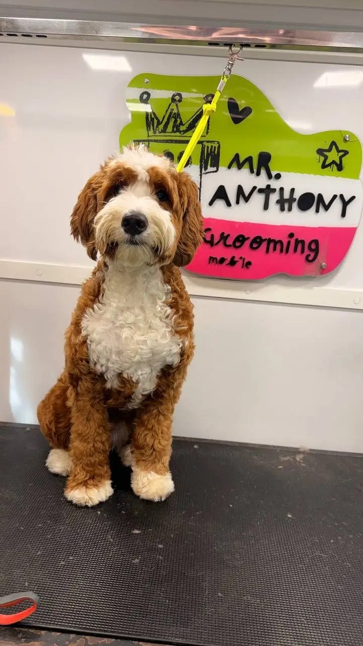Brown and white curly-coated dog sitting on the grooming table
