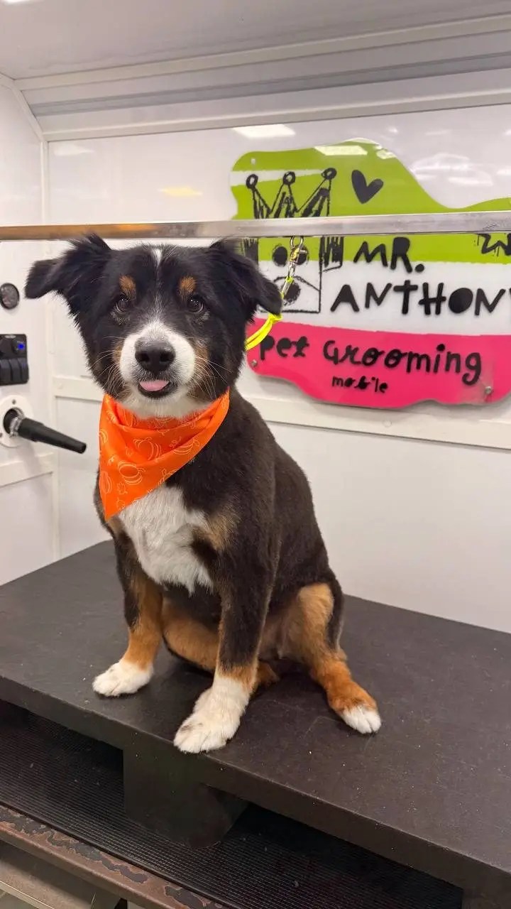 Black, tan and white dog with an orange bandana in the grooming van