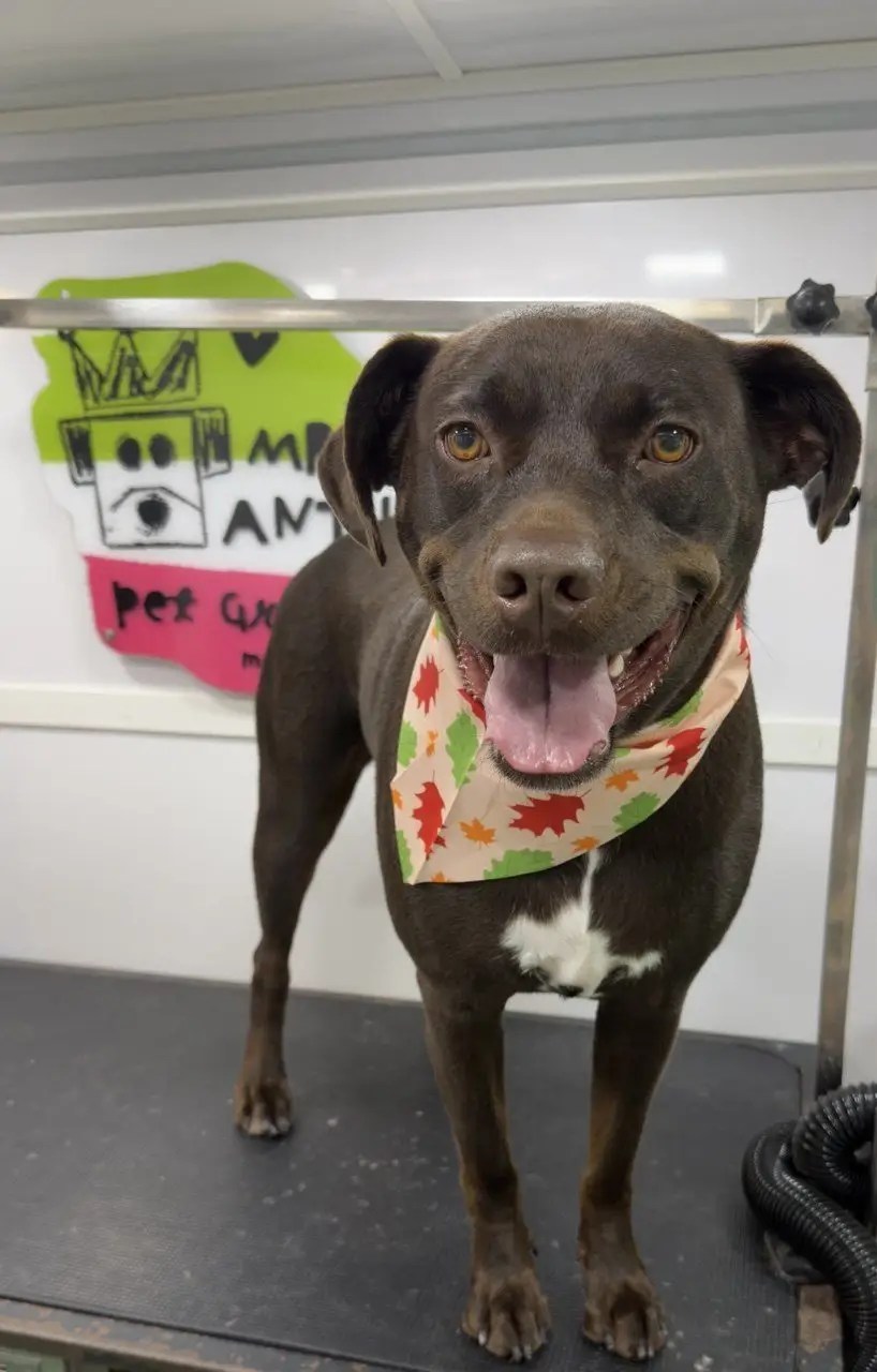 Chocolate brown dog with a floral bandana smiling in the grooming van