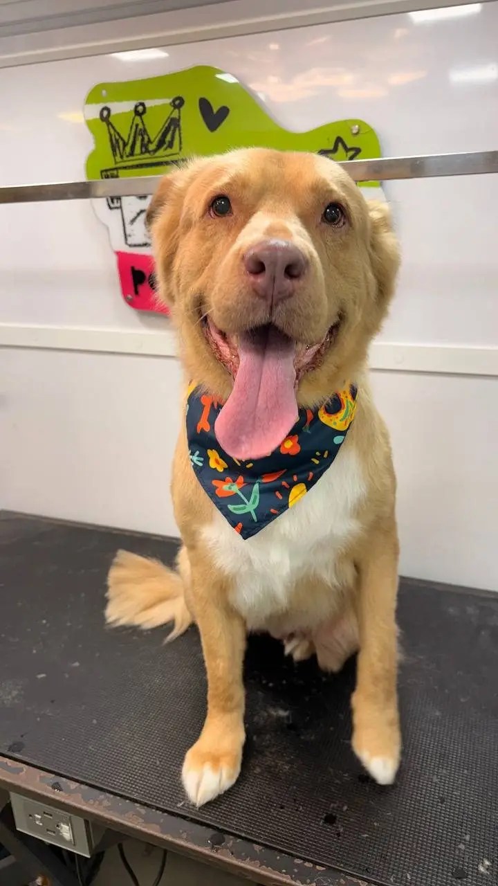 Golden dog with a navy bandana and tongue out after a groom