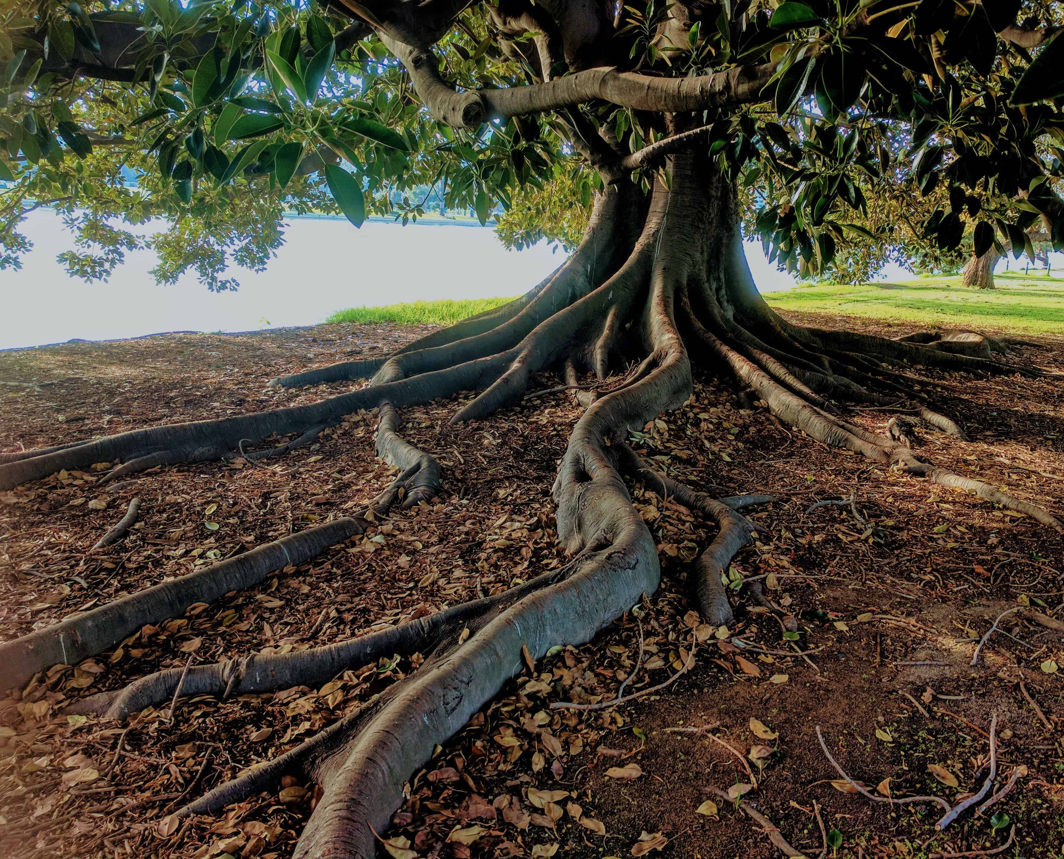 3 Financial Lessons Learned from a Fallen Tree