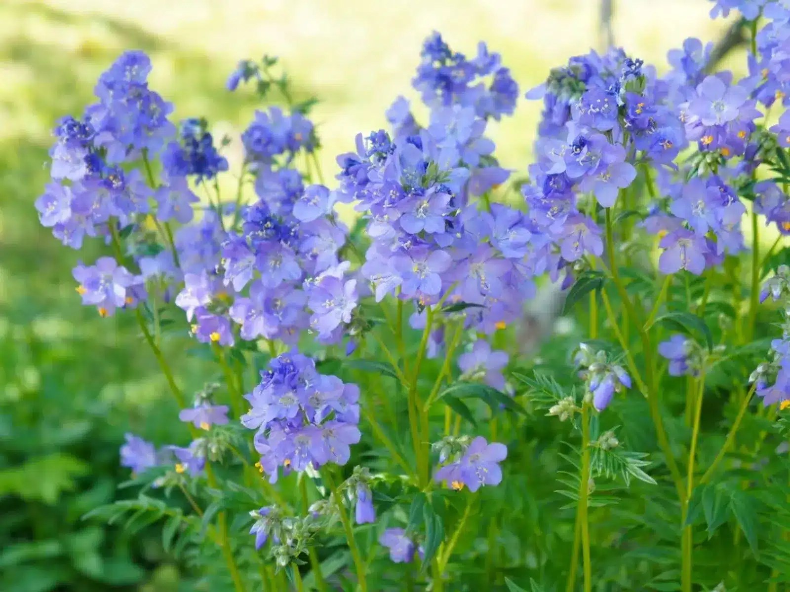 Jacobs Ladder Flower2