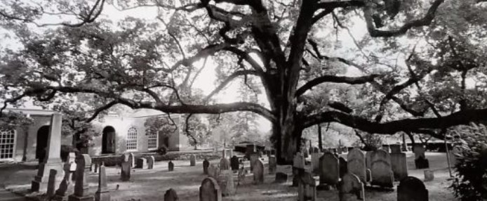 Basking Ridge Mr. Local History Project Oak Tree Research