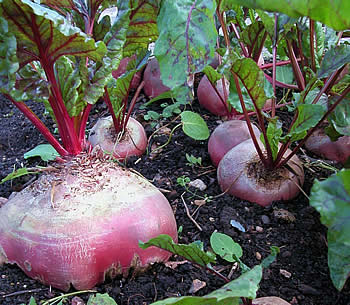 Grow your own fitness - Michael Perry - Mr Plant Geek
