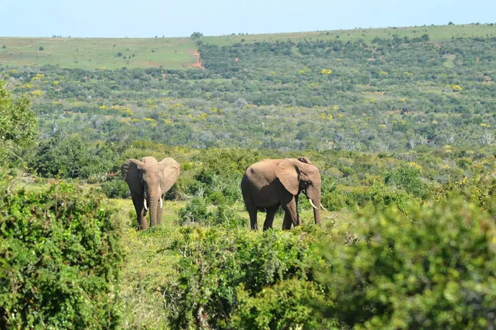 EVERYTHING YOU NEED TO KNOW TO SEE THE ADDO ELEPHANT PARK PROPERLY