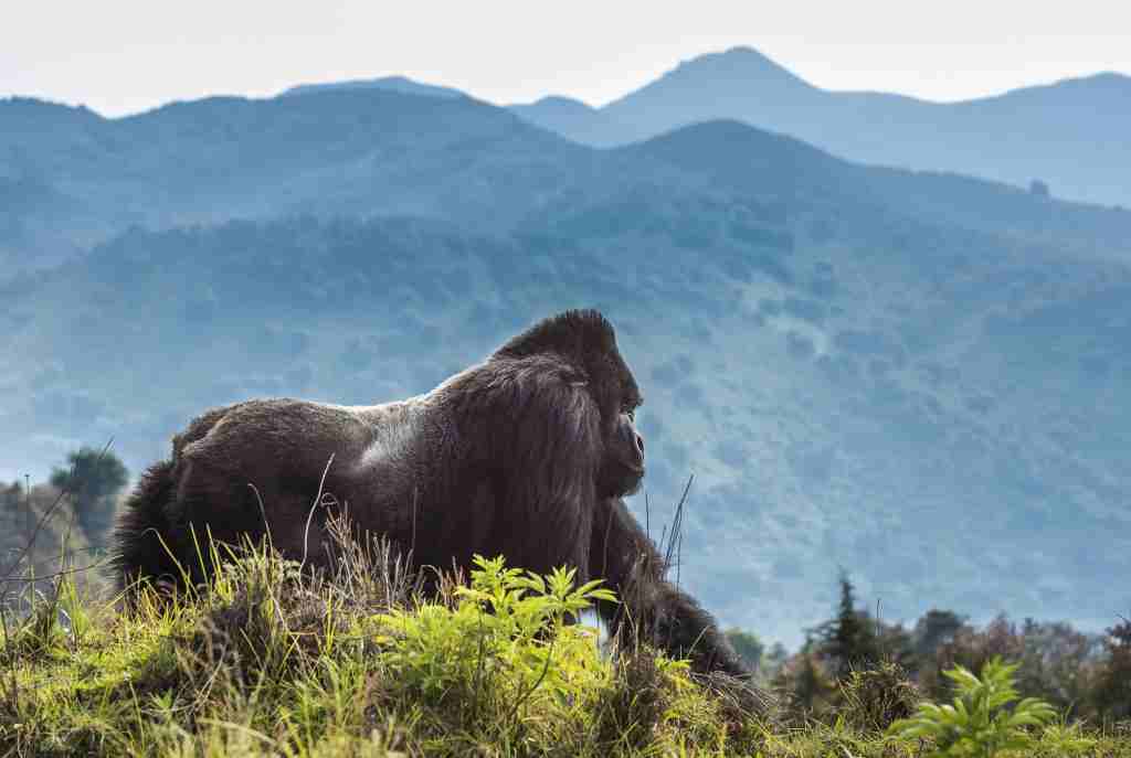 Volcanoes National Park - Rwanda