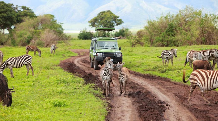 guide to safari planning