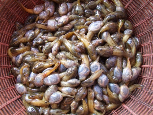 exotic Thai food