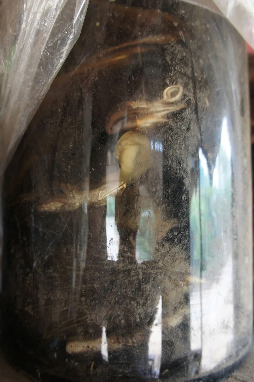 10 grossest drinks of the world