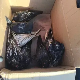 Suspeita de maus-tratos: cerca de 60 pombos são encontrados em sacos de lixo em Maracaju