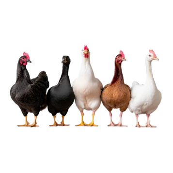 farm birds