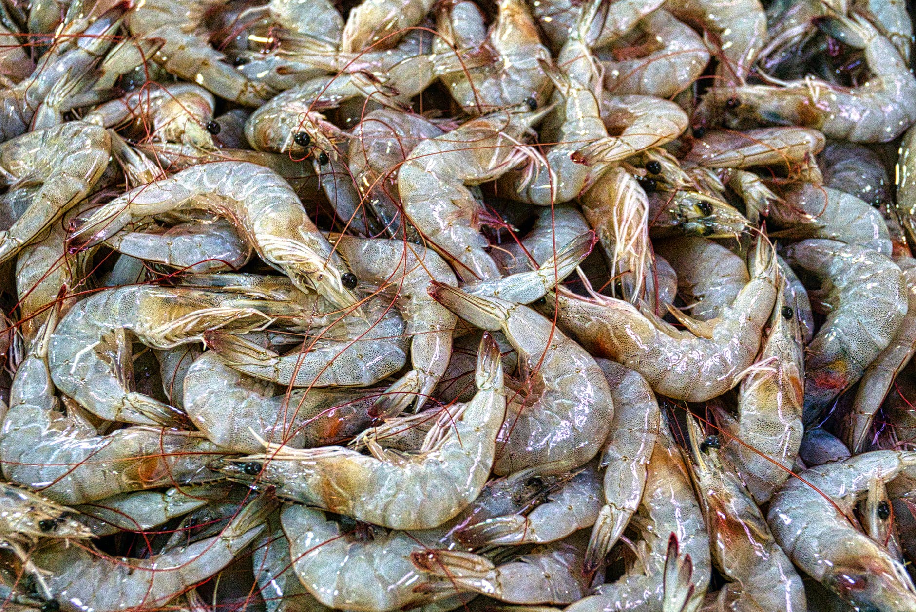 5 Places To Catch Some Prawns With Your Own Hands